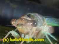 /home//u458753944/public_html/sourcegallery////Insects and small critters/aphids cicadas lanternflies and true bugs (Hemiptera)/P1140008.JPG